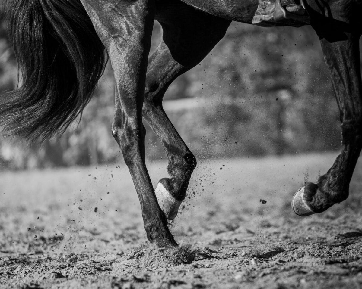 chevaux colorier modèles cheval imprimer aide